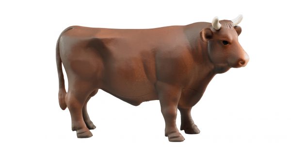 Stier