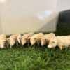 6 varkens